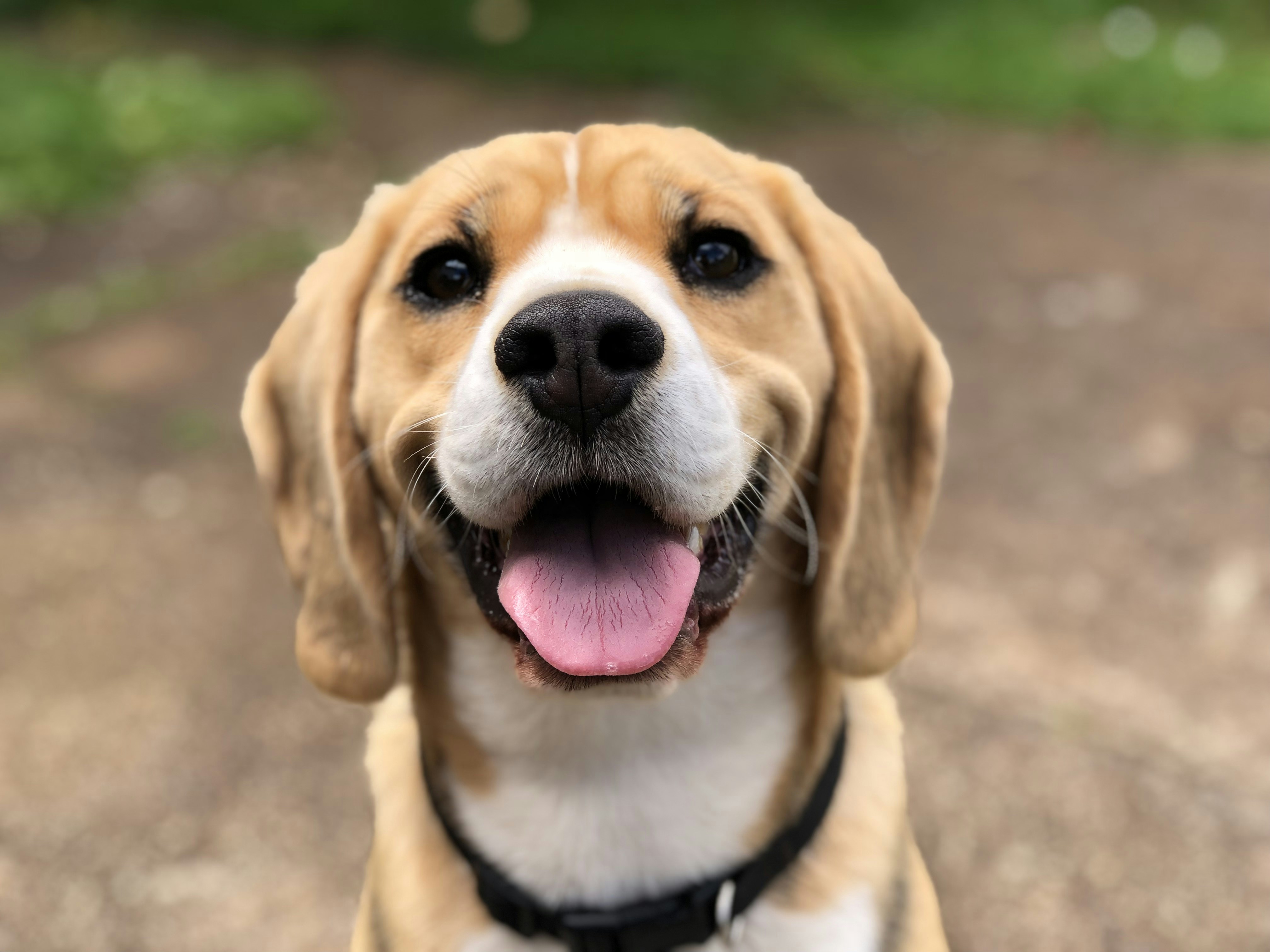 A happy dog being petted
