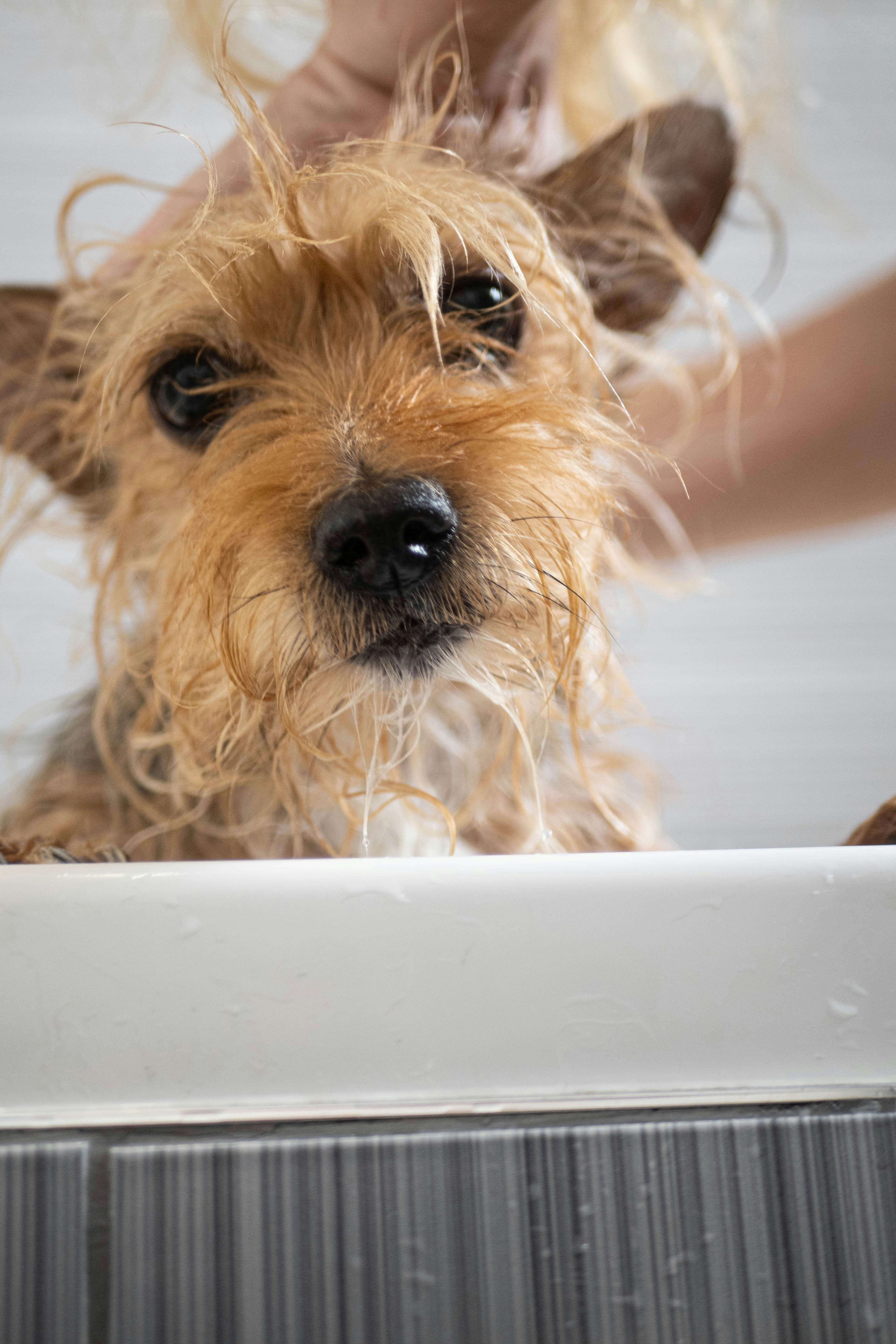 Dog grooming session