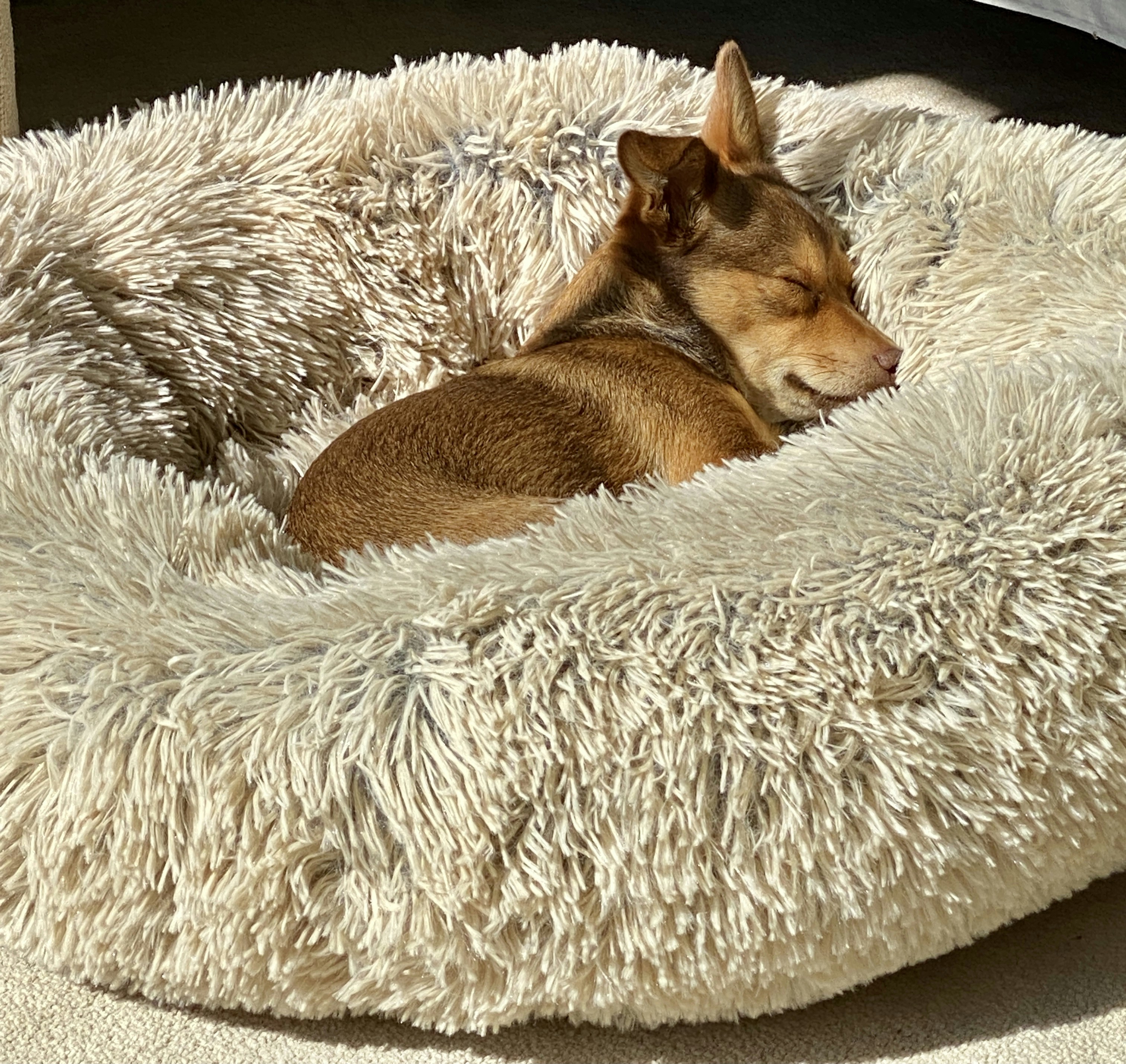 Cozy home boarding for dogs