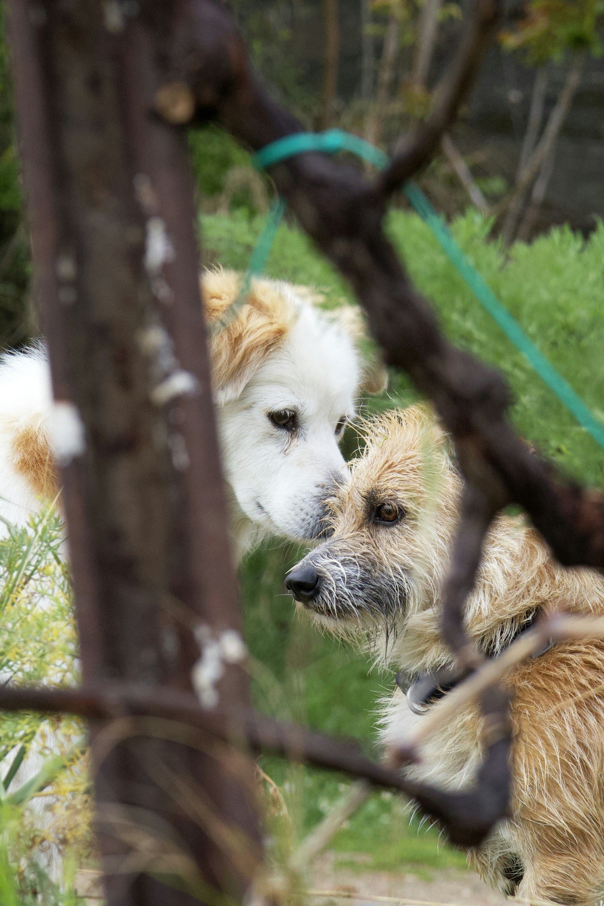Dog playtime at Happy Pettings