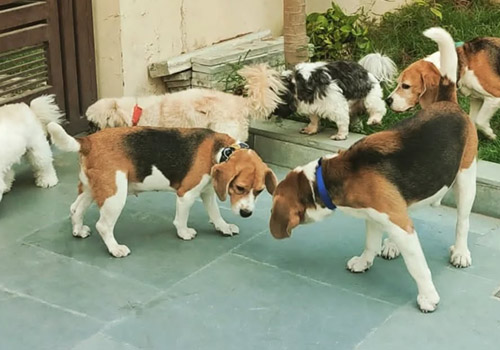 Happy Pettings grounds